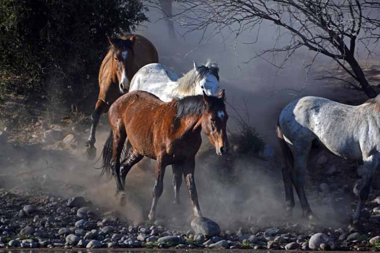 mustangs